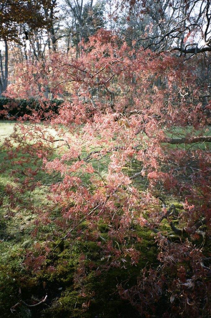 day_1_japanesemaple